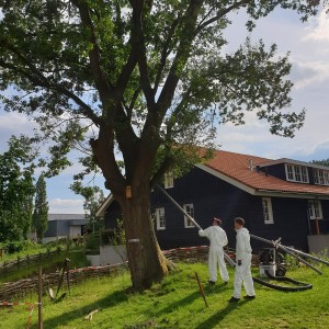 Ons terrein gelukkig weer rupsvrij